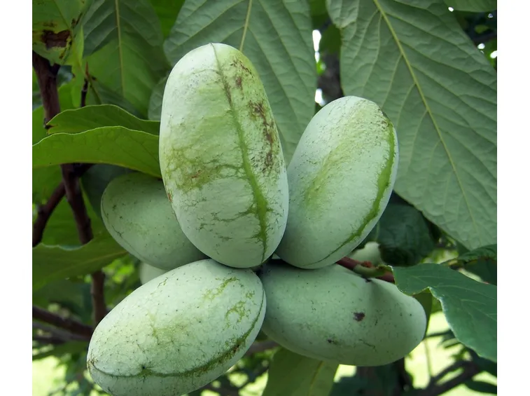 Asimina triloba fiori