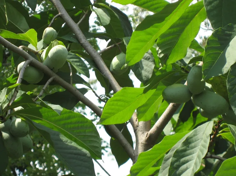 asima triloba