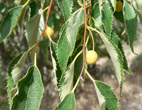 Frutti bagolaro
