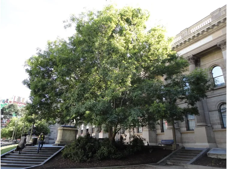 Bagolaro albero