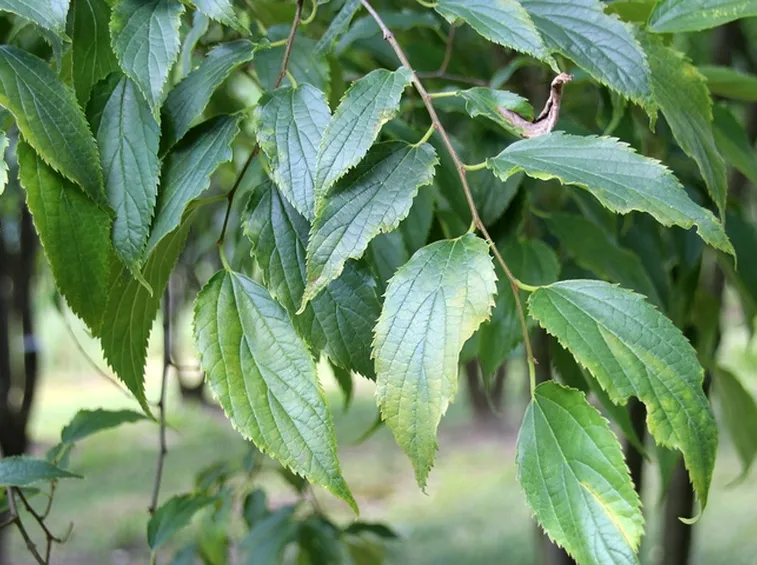 Foglie bagolaro