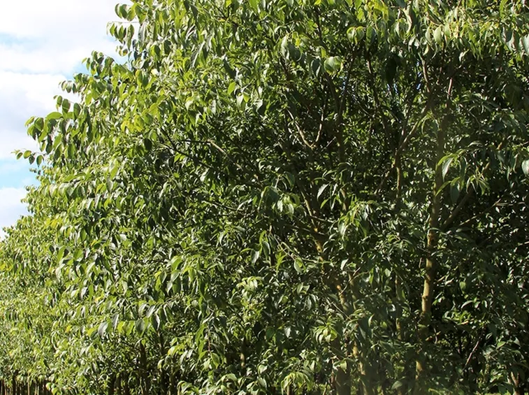 Bagolaro parassiti
