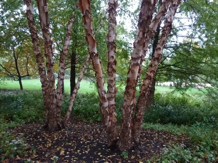 Betula nigra