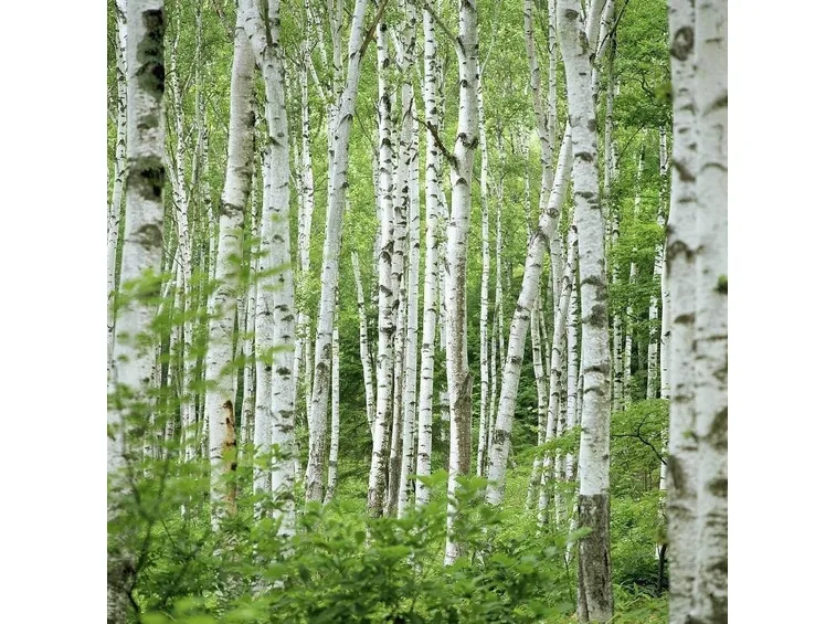 Betula 