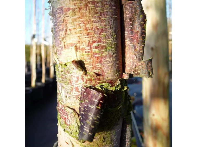 Betula pendula