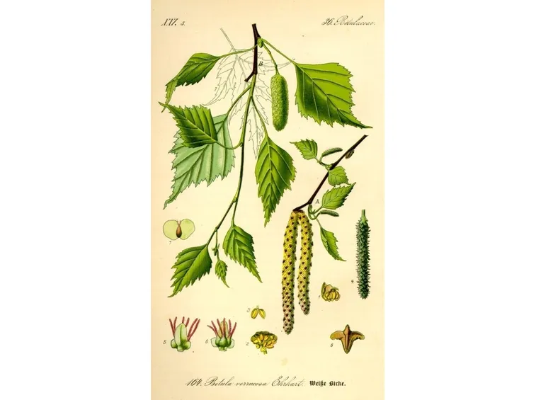 Piantare betulla