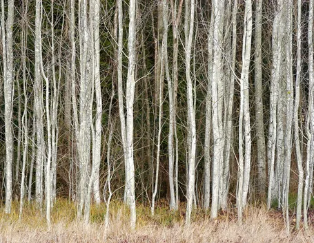 Foresta betulle bianche