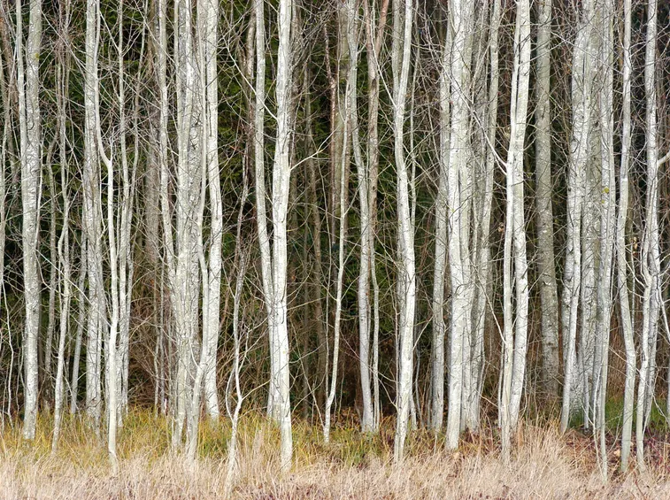 Foresta betulle bianche
