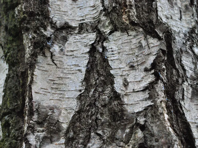 Corteccia betulla