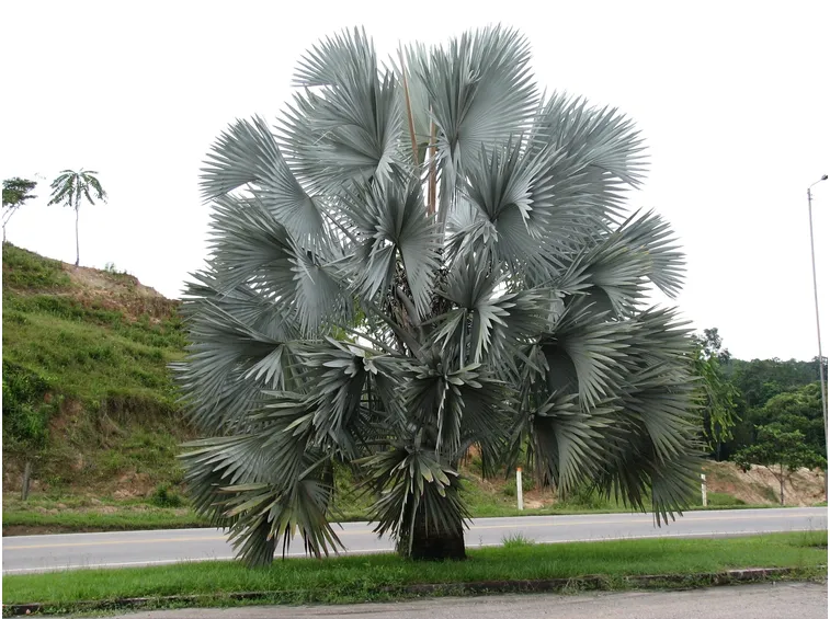 bismarckia