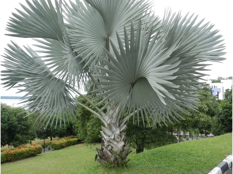 bismarckia