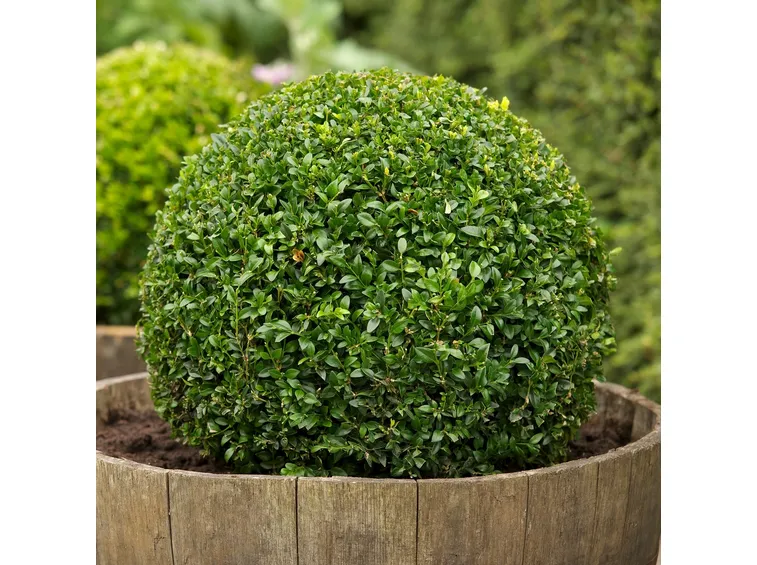 buxus sempervirens