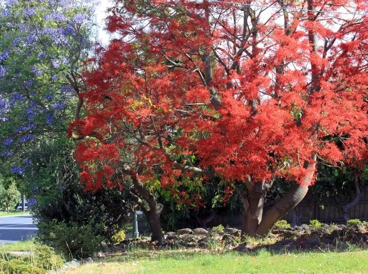 alberi bottiglia