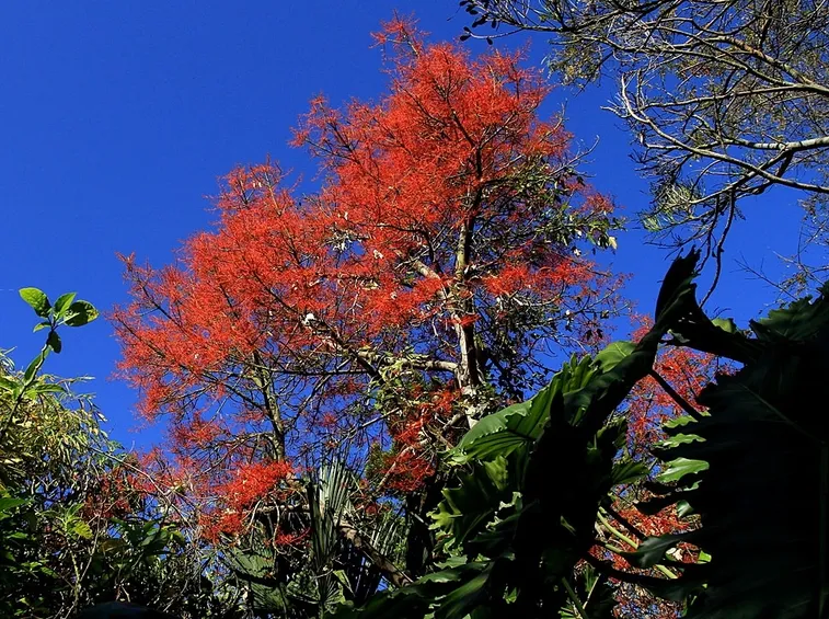albero fiamma