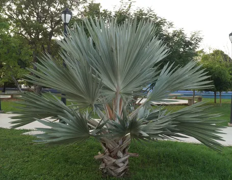 brahea