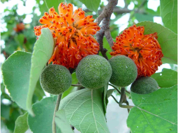 Broussonetia fogliame
