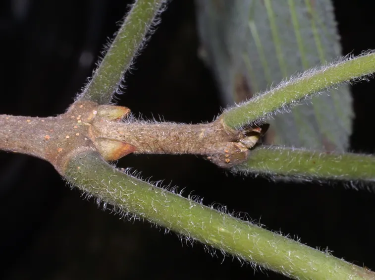Broussonetia