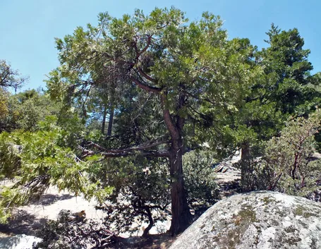 Calocedrus albero