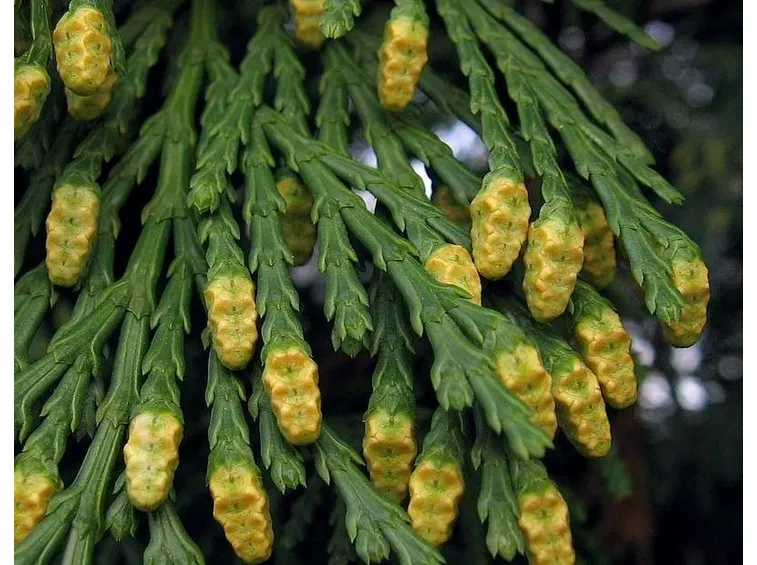 Calocedrus fogliame