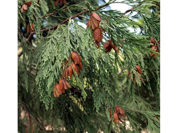 cedro della california