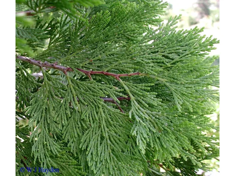 cedro nano