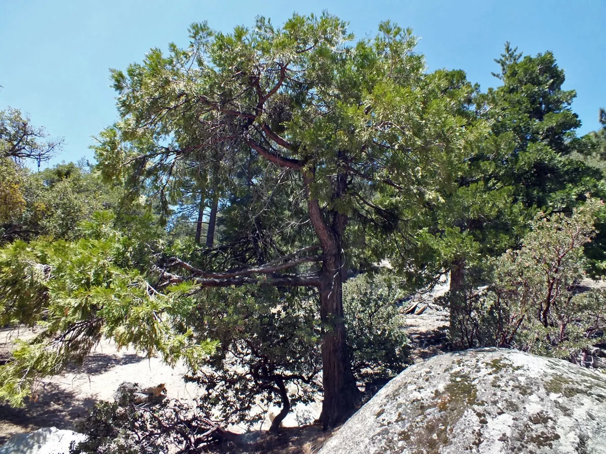 Calocedrus albero