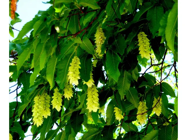 Fiore carpinno