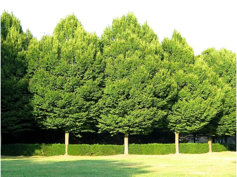 Carpino piante