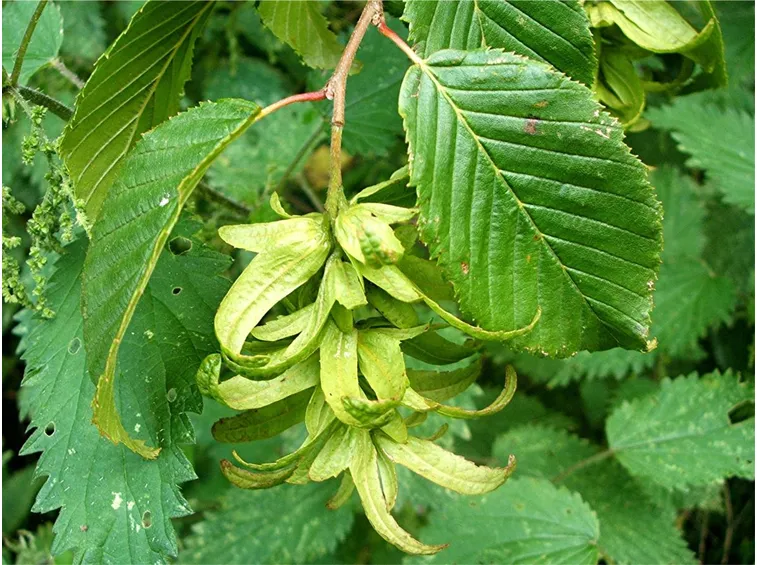 Carpino 