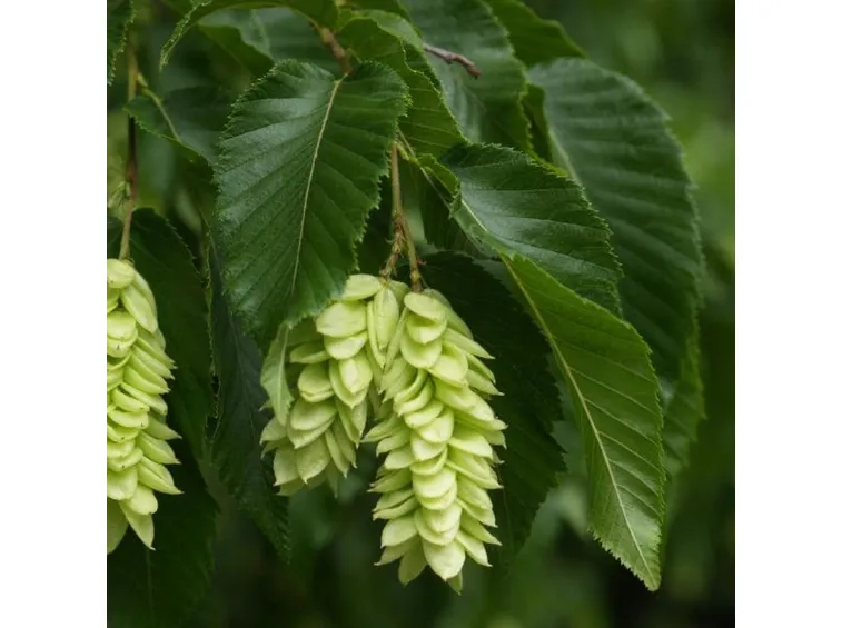 Ostrya carpinifolia