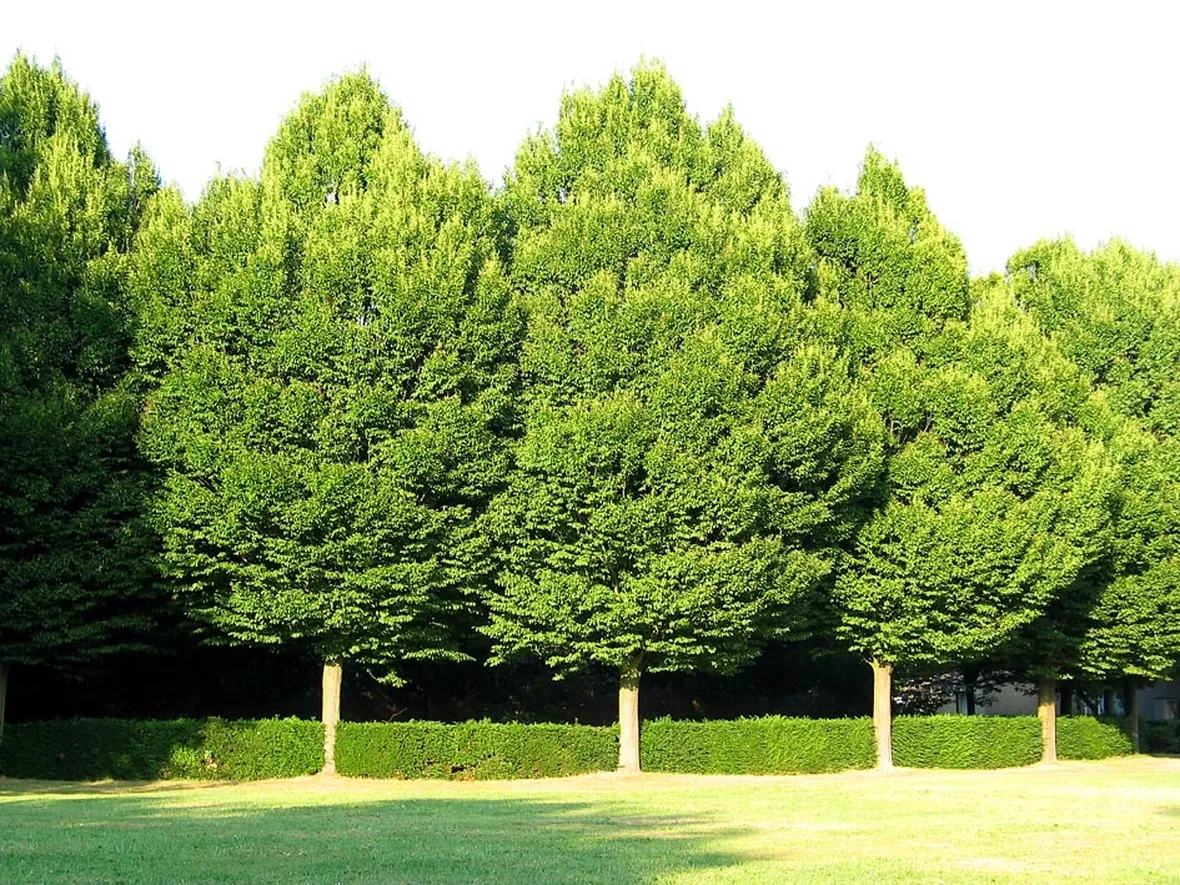 Carpino piante