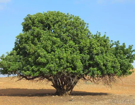Pianta carrubo terreno