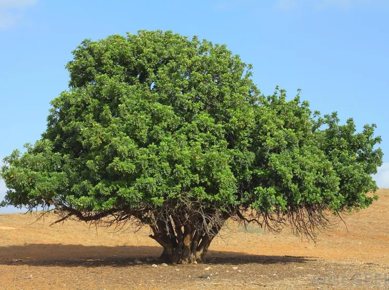 Pianta carrubo terreno