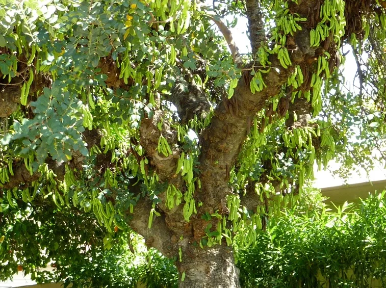 Carrubo ambiente cittadino