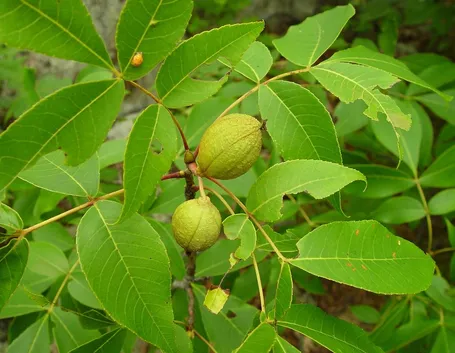 Pecan Albero frutti