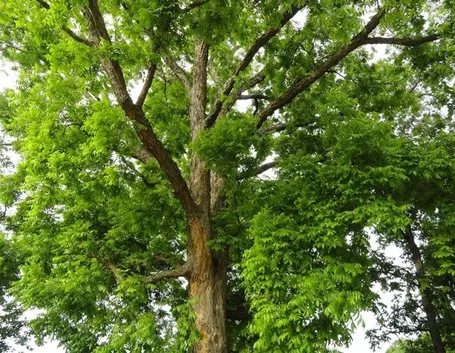 Irrigazione castagno