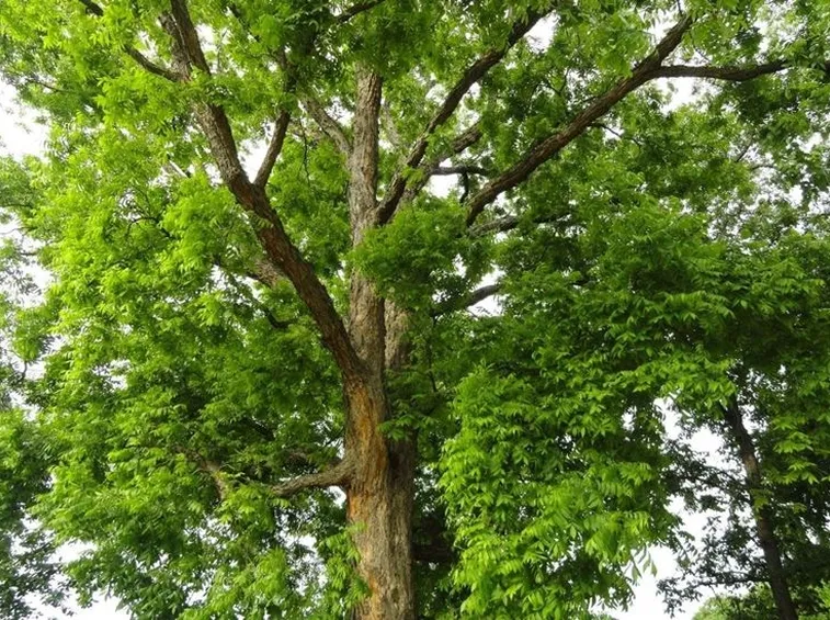 Irrigazione castagno