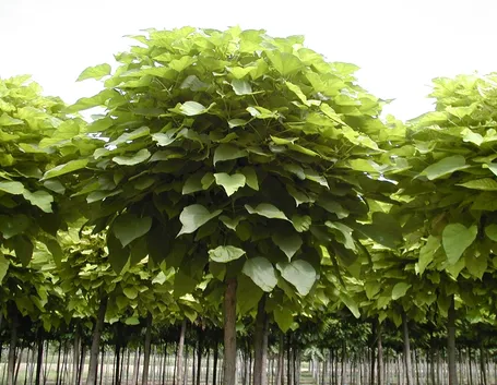 Catalpa bungei - albero