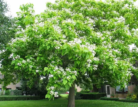 Catalpa fiori