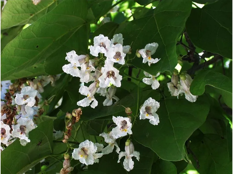 catalpa