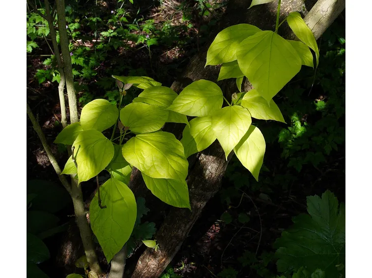 catalpa foglie