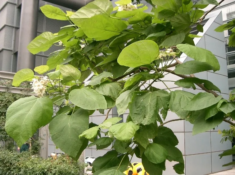 foglie catalpa