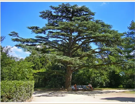 Cedro albero