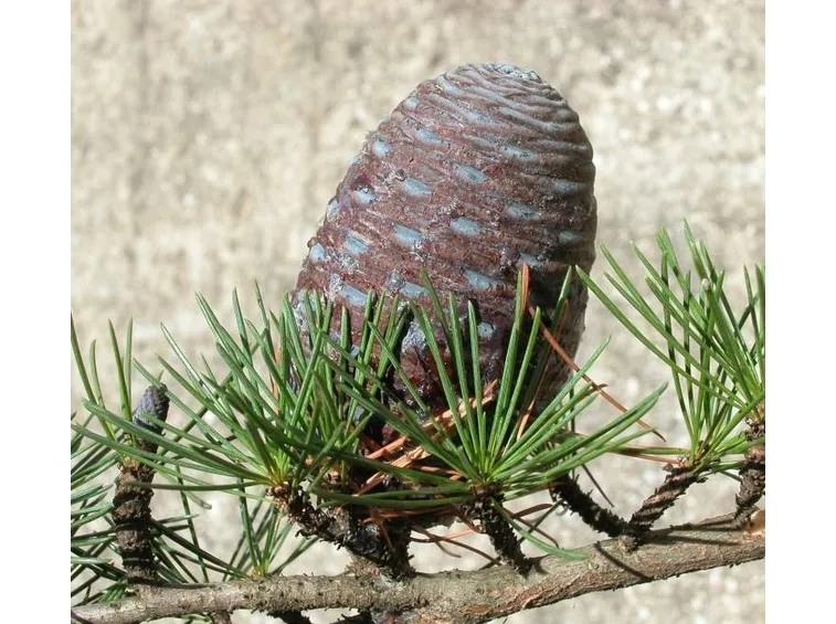 Cedro pigna