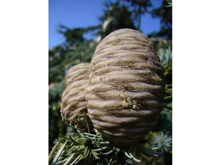 cedro