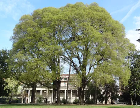 Celtis australis albero