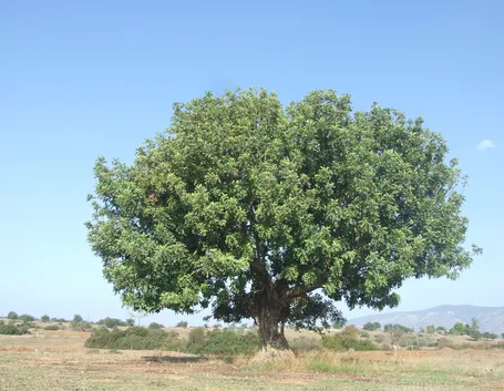 Carrubo pianta