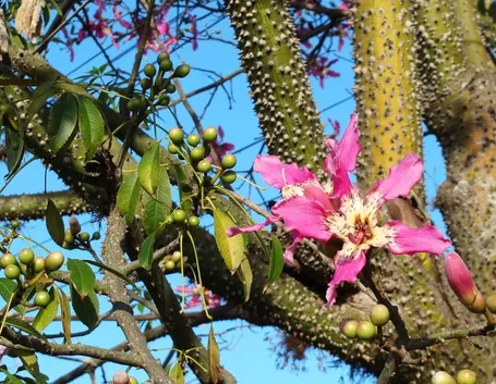 Fiori chorisia speciosa