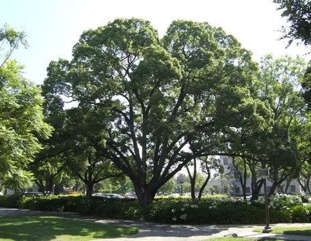 albero di canfora