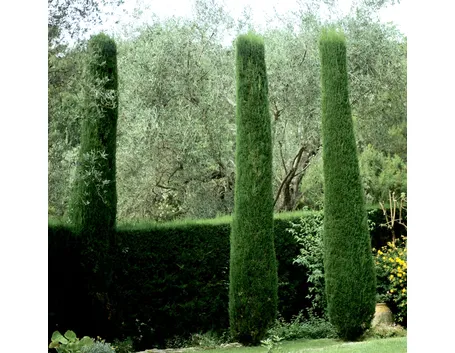 Alberi cipresso